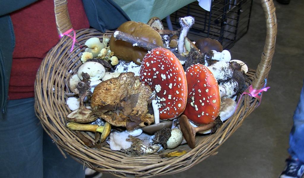 C Local : les champignons à l'honneur à l'Espace Nature de la Botte du Hainaut