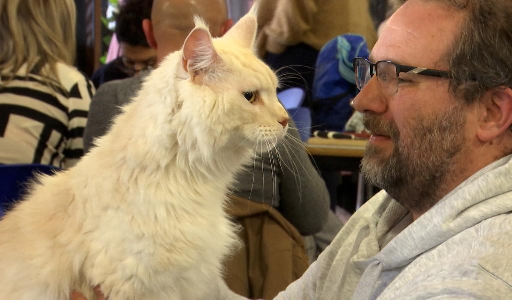 Exposition féline : entre concours et complicité