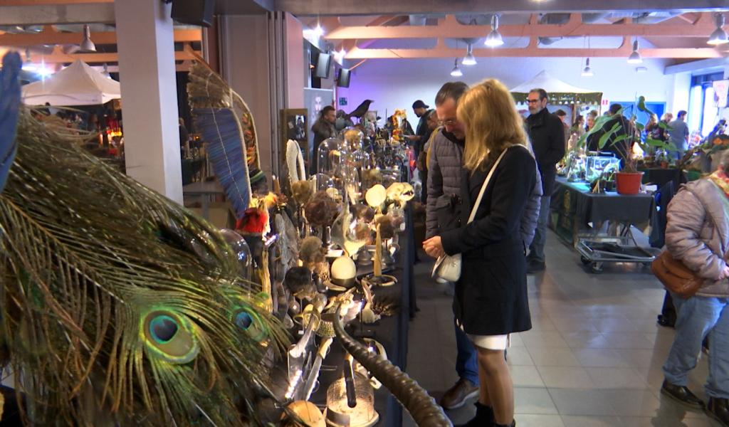 Immersion dans "Curiosum", la bourse insolite aux curiosités !
