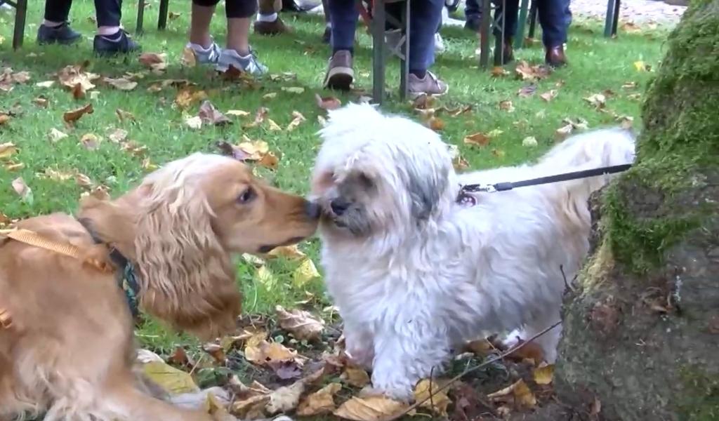 Ham-sur-Heure/Nalinnes : la Bénédiction Saint-Hubert revient ce dimanche 9 novembre