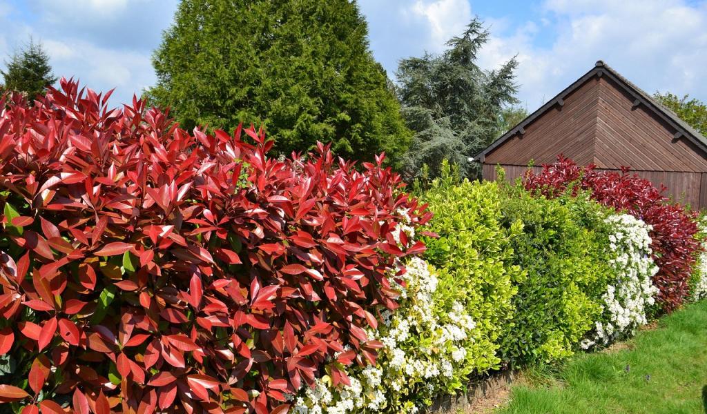 La semaine de l'arbre aura lieu du 22 au 30 novembre