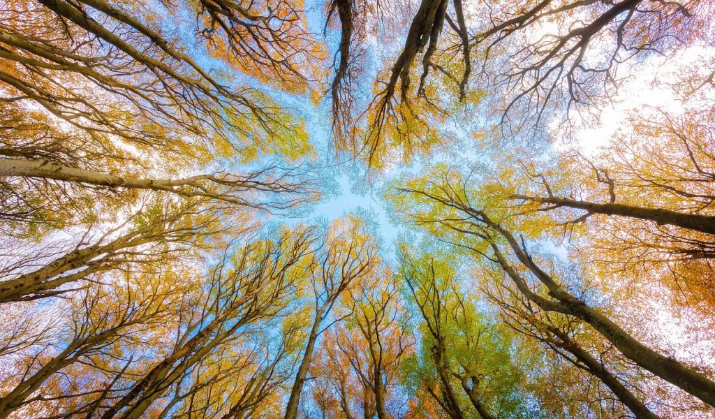 Fleurus : Journée de l'arbre le 29 nvoembre