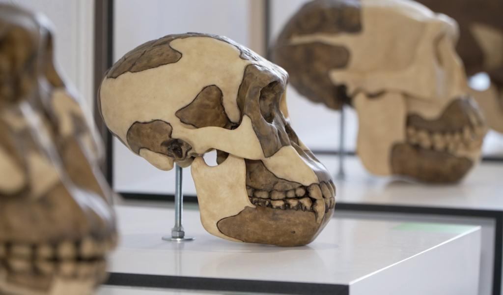 "Evolution", un expo à découvrir au Centre d'Action Laïque de Charleroi