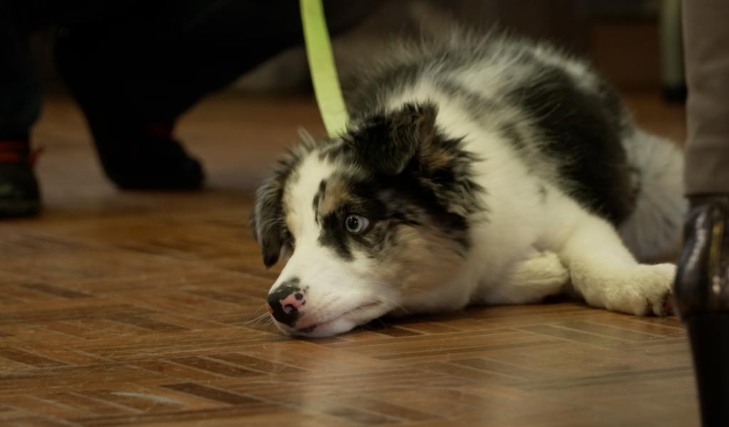 À Thuin, le salon met en lumière la protection des animaux