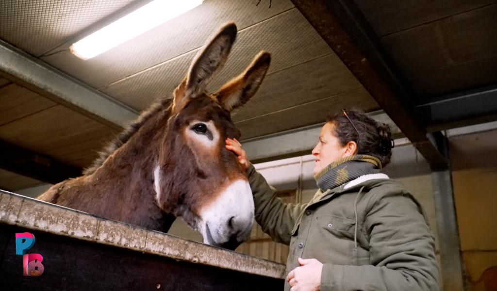 Pense-Bêtes : Les ânes