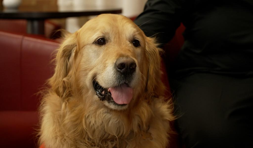 Sivry-Rance : Alfie, le golden retriever qui veille sur les élèves
