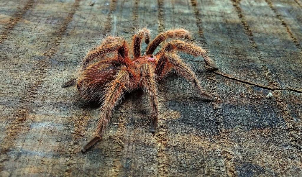 Un refuge limbourgeois accueille 150 tarentules de la région de Charleroi