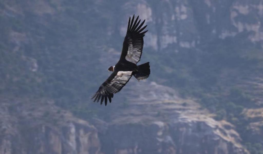 Le condor, l'oeil du monde