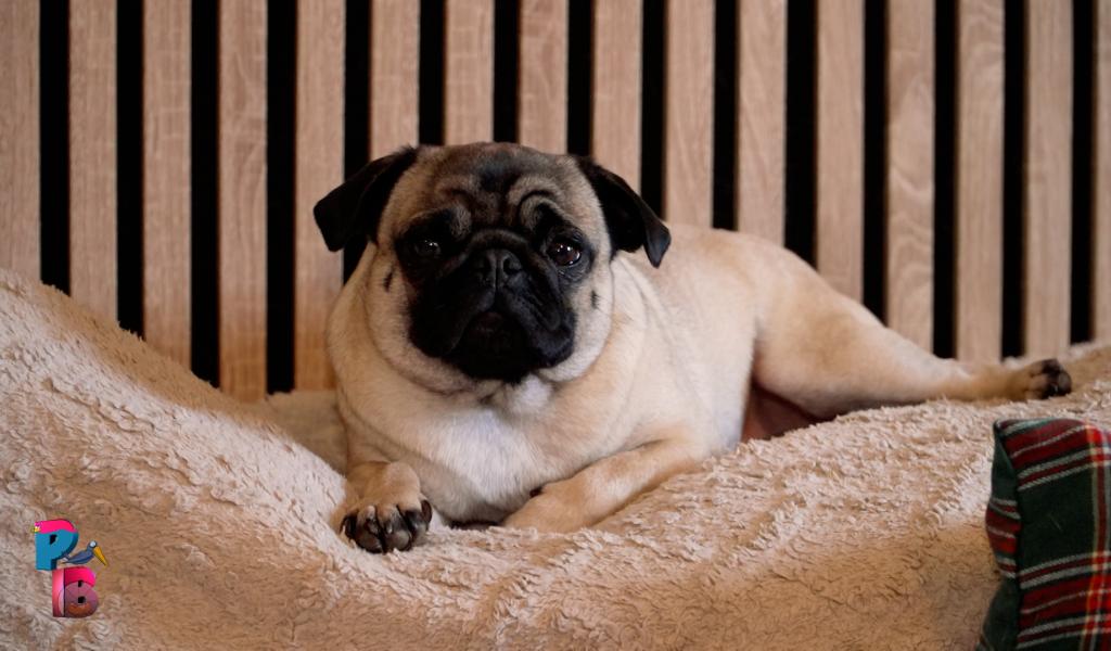 Pense-Bêtes : Portrait de race : le carlin