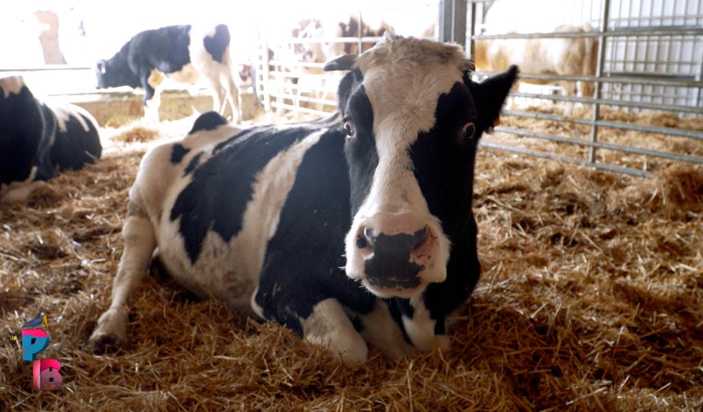 Pense-Bêtes : Le rêve d'Aby