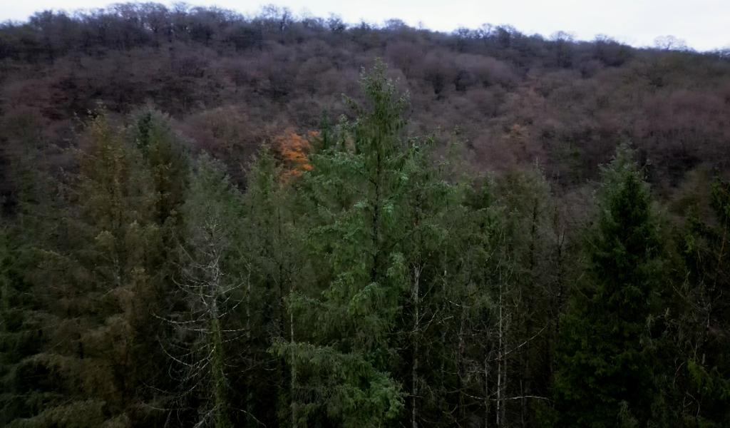 Chimay: le Bois de Blaimont bientôt classé réserve naturelle ?