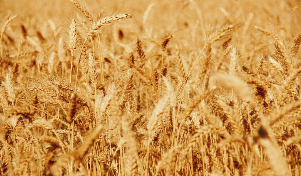 Un nouvel appel à projets wallon pour structurer la transition vers un système alimentaire durable