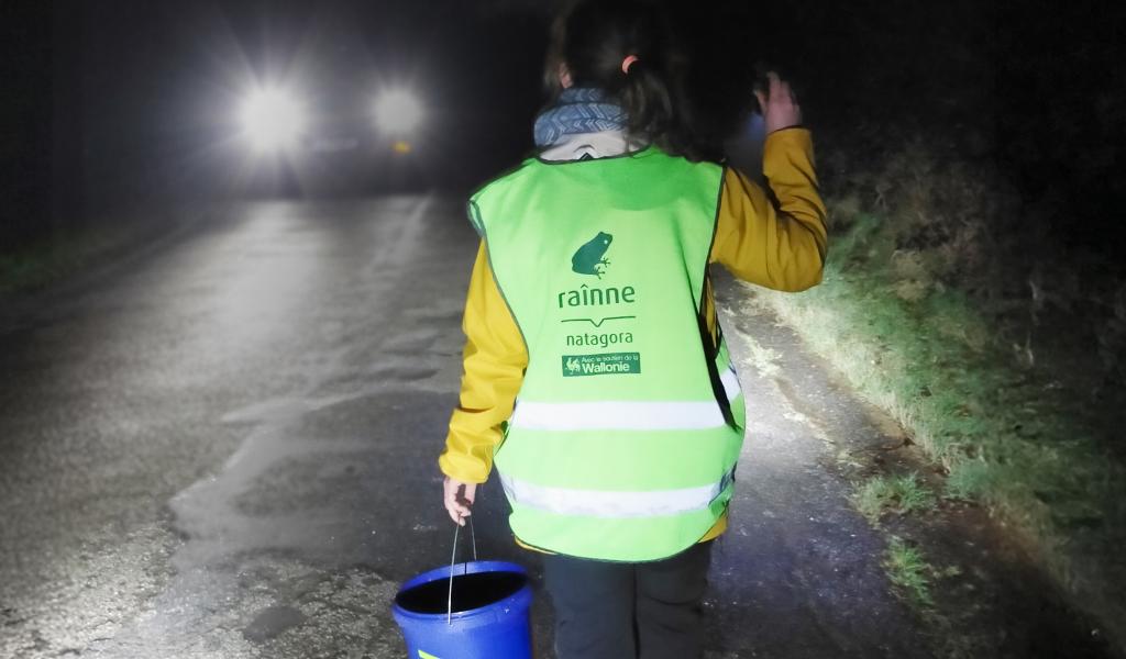 Natagora démarre les opérations de sauvetage des batraciens