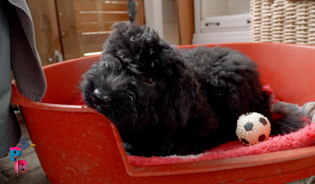Pense-Bêtes - Portrait de race : le Bouvier des Flandres