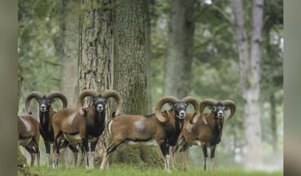 Mouflons illégaux à Chimay : la controverse persiste