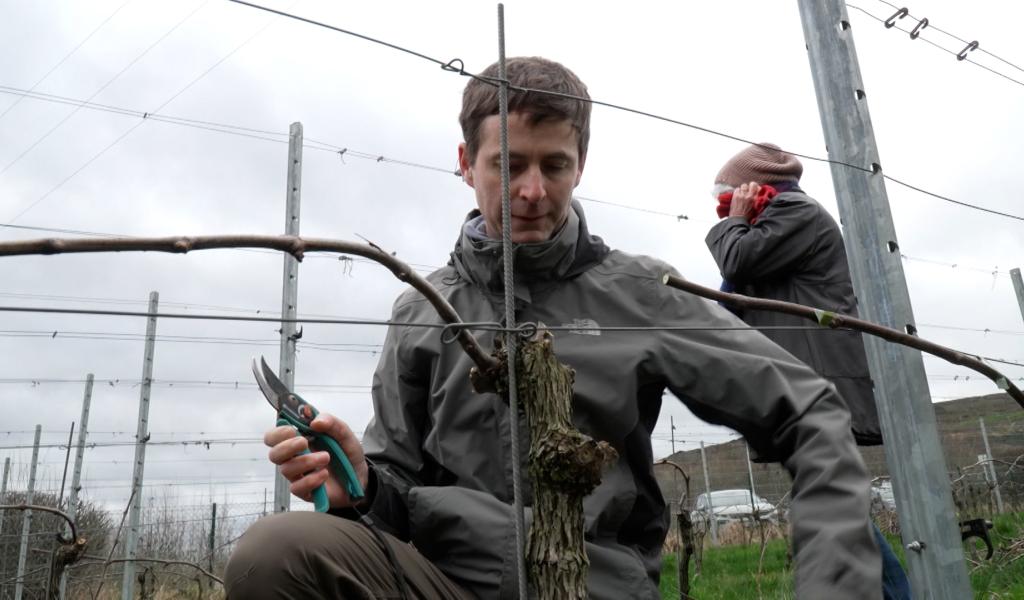Au vignoble du Martinet, on apprend la taille de la vigne et des petits fruitiers