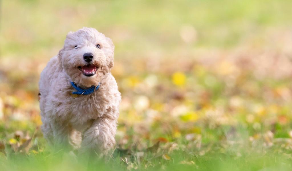 Courcelles: "Pâques des Animaux", avec une grande récolte pour la SPA