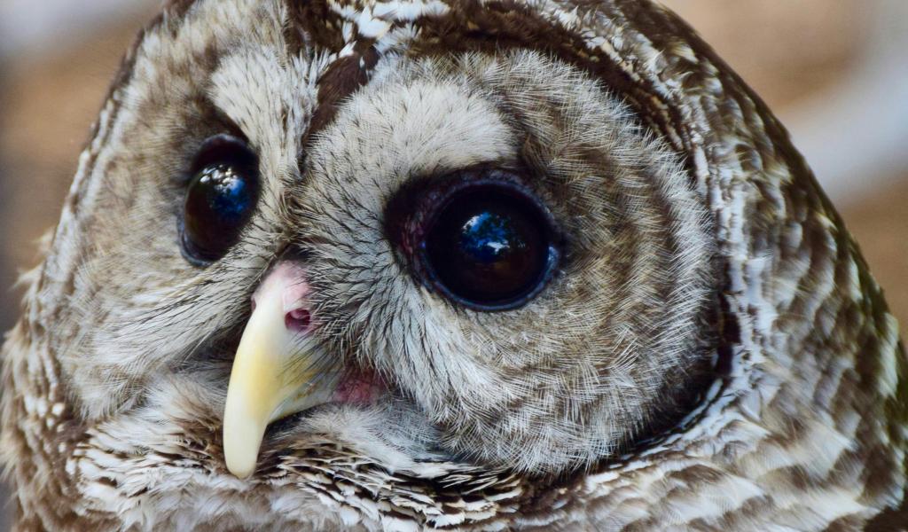 Courcelles et Natagora organisent la Nuit de la Chouette ce 27 mars