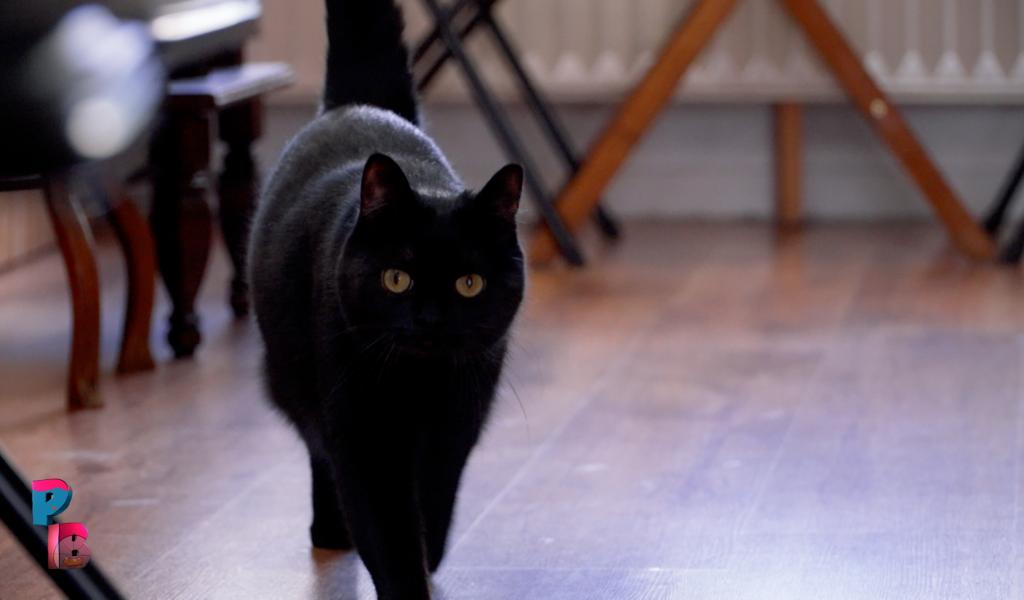 Pense-Bêtes : Bar à chats le Mysticat à Auvelais