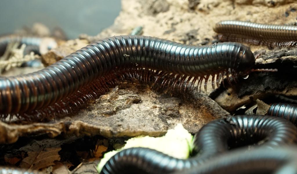 Insectopy : la bourse aux insectes et reptiles rassemble de nombreux passionnés