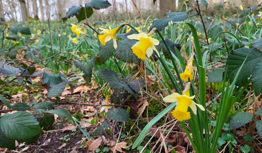 Aiseau-Presles : entre patrimoine historique et nature en fleurs