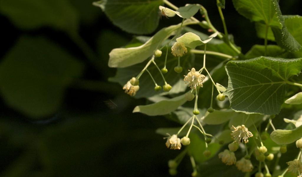 Le pic de l’allergie au bouleau est atteint