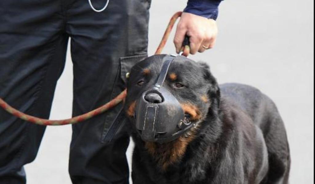 Salon des métiers de la Sécurité, le18 avril 2026 à Charleroi
