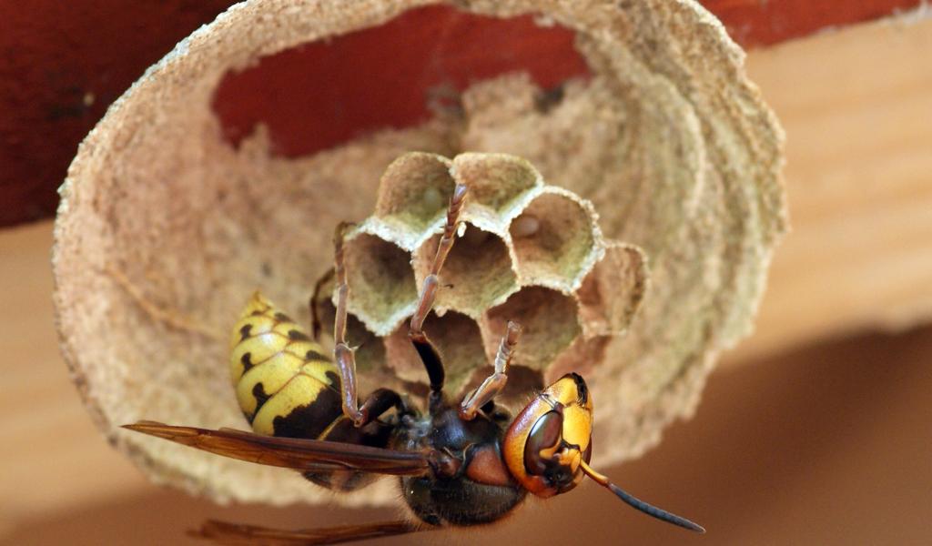 Frelons asiatiques: la ville de Charleroi propose des pièges