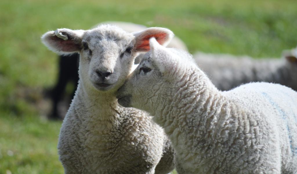 Nouvelle édition de "Rendez-vous en terre agricole" en province de Hainaut, du 25 avril au 7 juin