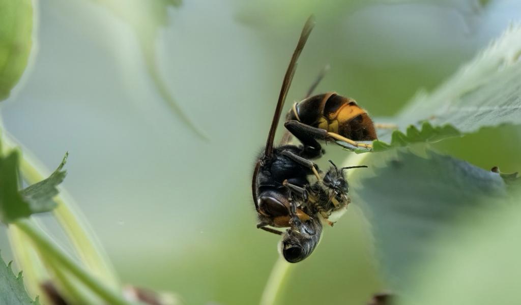 La Province de Hainaut se mobilise contre le Frelon asiatique