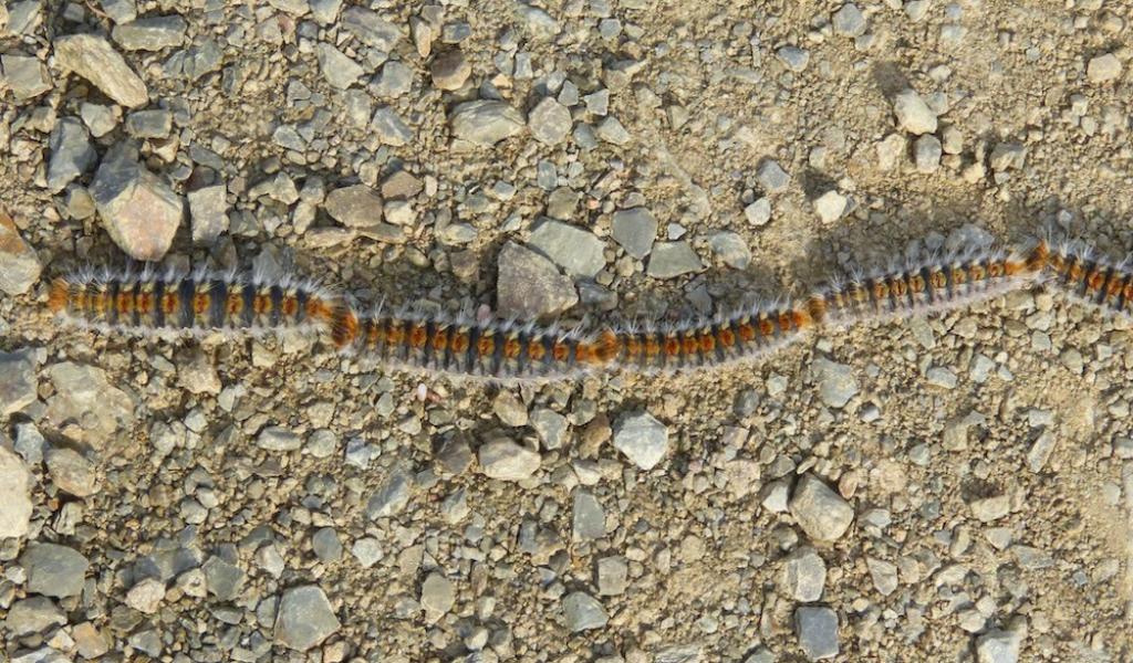 Peu de nuisances dues aux chenilles processionnaires, mais la vigilance reste de mise