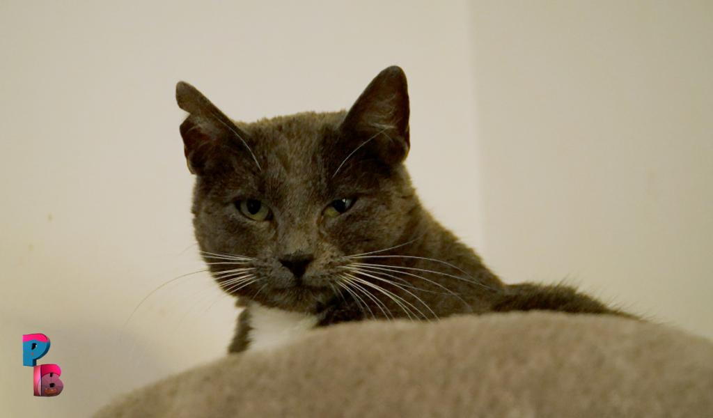 Pense-Bêtes : Refuge Wonder Cats à Anderlues