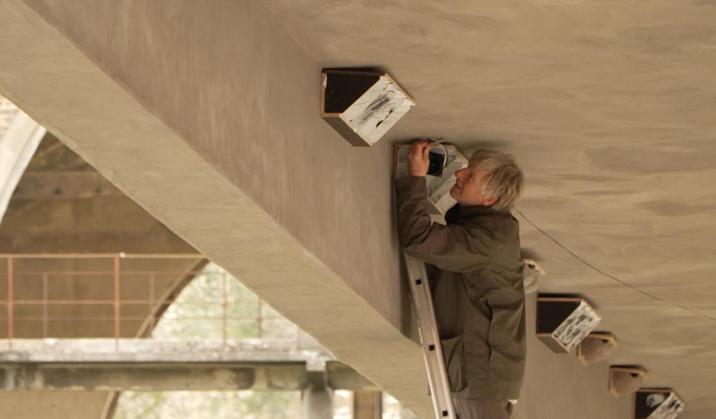 Le site du Martinet renaît : un refuge pour hirondelles et martinets