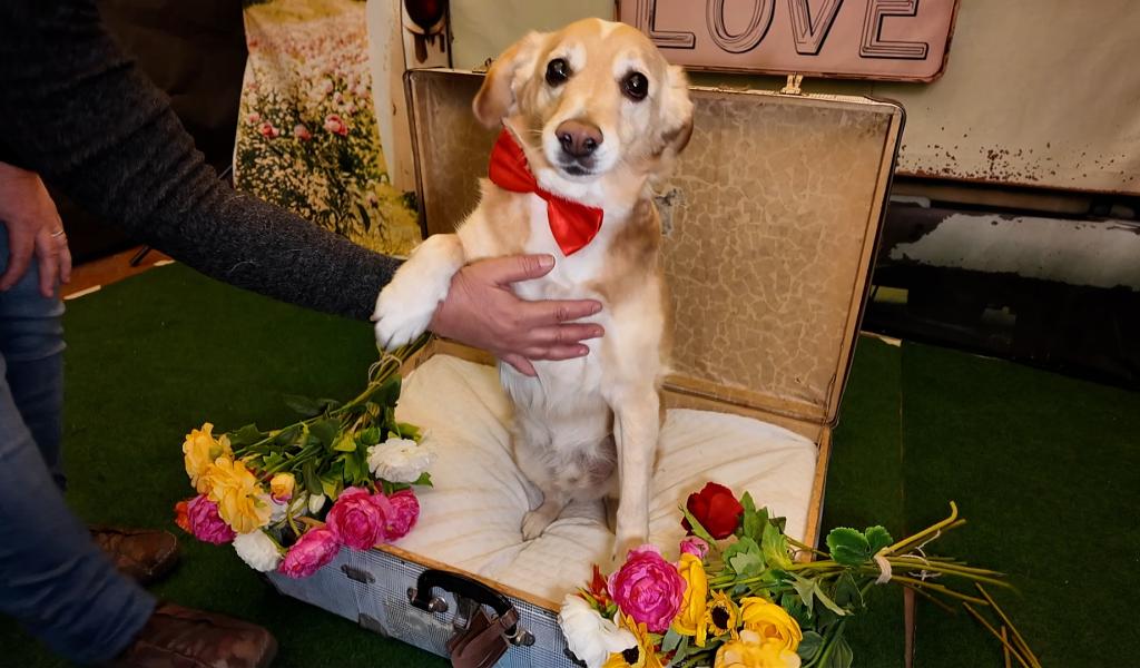 C Local : salon du bien-être animal à Ham-sur-Heure