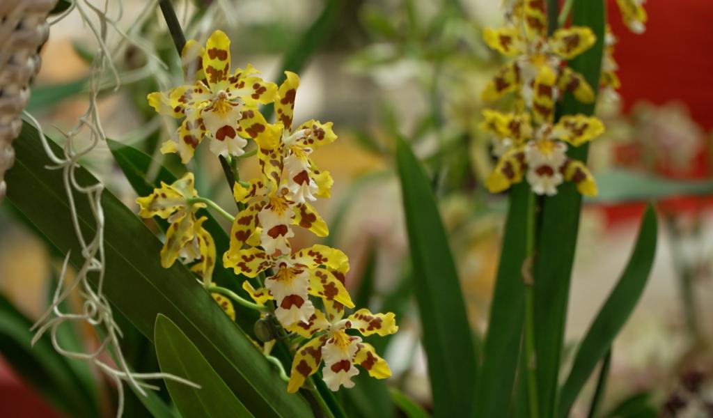Orchidées et artisans en vedette à Montigny-le-Tilleul