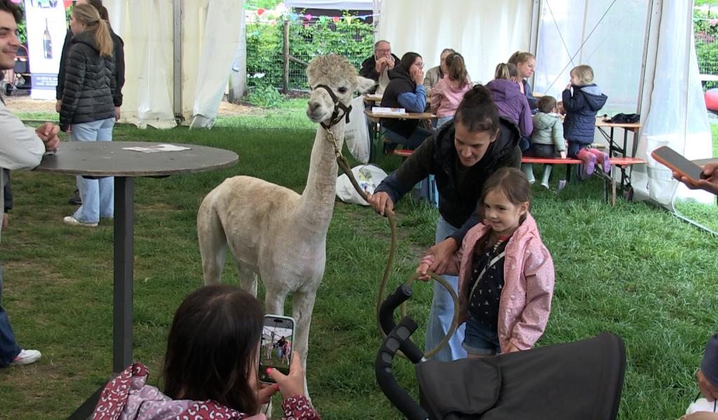 C Local : 2ème édition de la Fête de l'Alpaga à Jamioulx