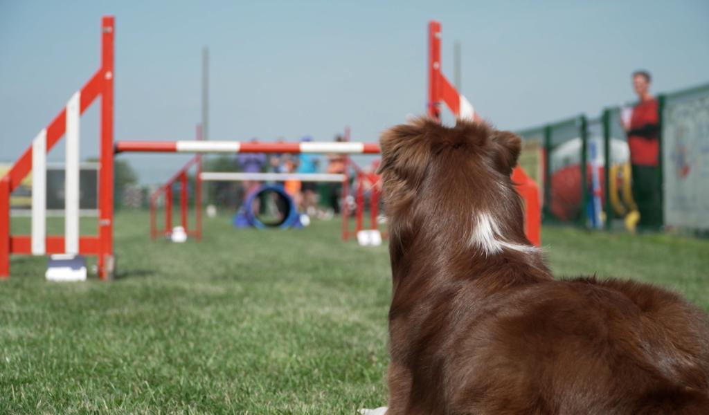 Concours d'agility au centre canin de formation de Wangenies