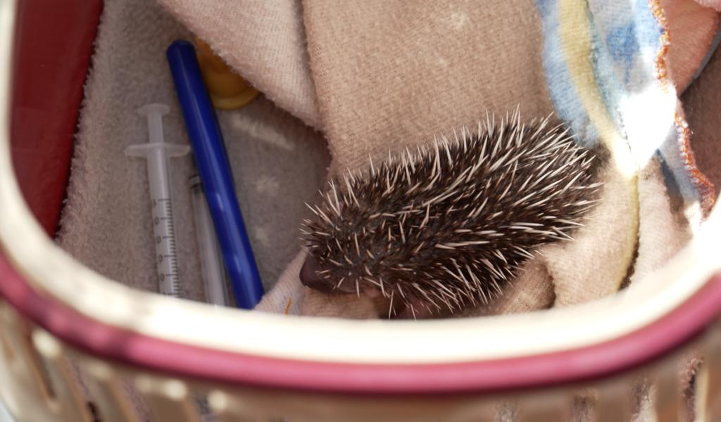 Portes ouvertes au CREAVES de Virelles : immersion au cœur des soins aux animaux sauvages