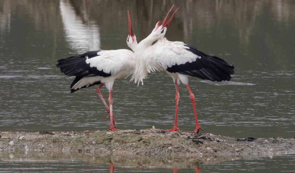 Un week-end  spécial "cigognes" à l'Aquascope de Virelles