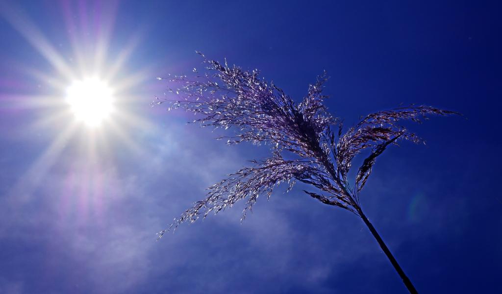 Forte chaleur et pics d’ozone : la phase d’avertissement est activée