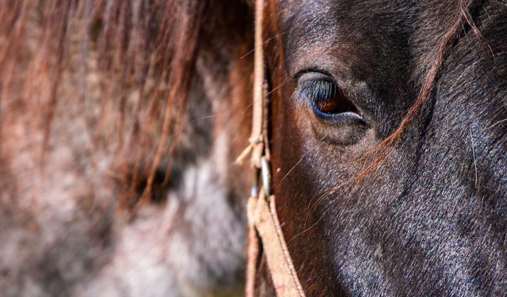 Marche de la Saint-Jean à Gosselies :  pas de chevaux en raison des conditions climatiques
