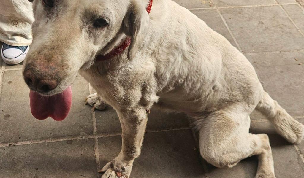 Maltraitance animale : De plus en plus d'interventions à la SPA de Charleroi