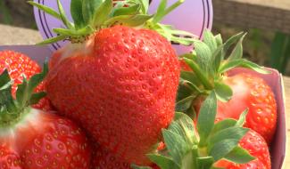 Sivry-Rance a désormais ses fraises : les fraises chevrotines