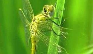 Pense-Bêtes: Portrait du Beauceron