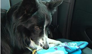 09/05/13 : LE CHIEN et LA VOITURE