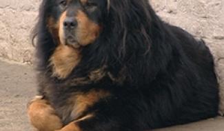 07/03/13 : PORTRAIT du DOGUE du TIBET