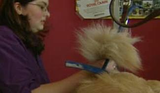 29/03/12 : FORMATION D'ESTHETIQUE CANINE