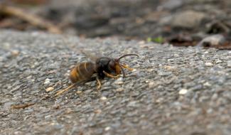 La commune de Courcelles a déjà détruit plus de 100 nids de frelons asiatiques en 2025