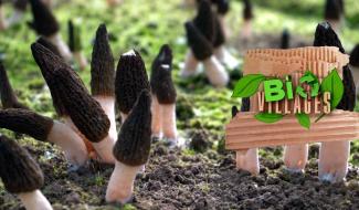 Bio Villages (septembre 2025)