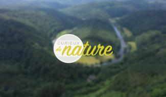 Curieux de Nature : Le chevreuil, un des plus petits cervidés d'Europe